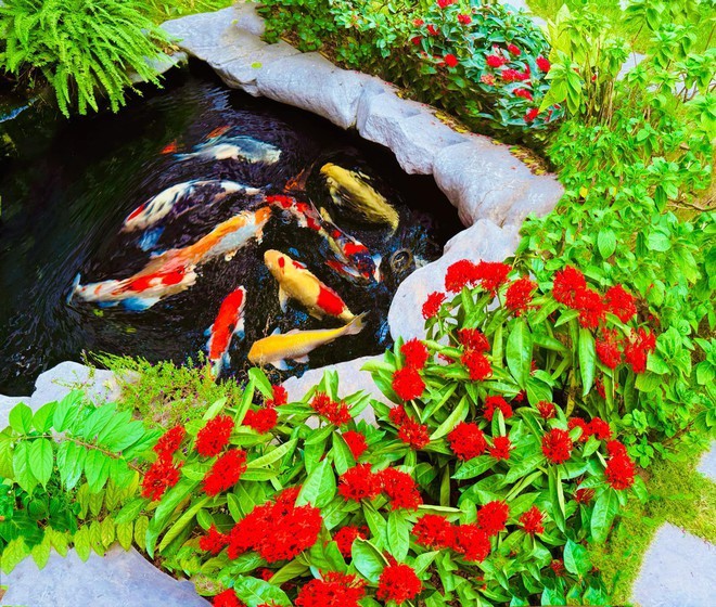 Biệt thự của Lã Thanh Huyền có sân vườn rộng tới 150m2, nổi bật với hồ cá Koi đắt đỏ, trồng nhiều hoa thơm quanh năm.