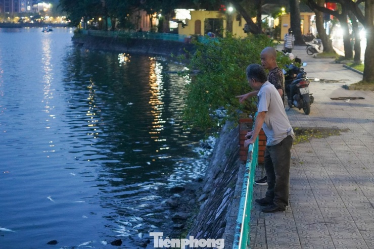 Cá chết bất thường, nổi trắng ven hồ Trúc Bạch - 2
