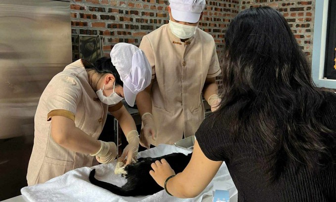 Thú cưng dược vệ sinh, tắm thảo dược, chải lông sạch sẽ trước khi thủy táng. Ảnh: HM Pet