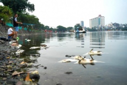 Tin tức trong ngày - Cá chết bất thường, nổi trắng ven hồ Trúc Bạch
