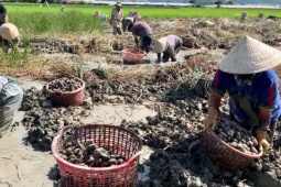 Cây mọc dưới bùn đất "đẻ ra tiền", xưa dành cho người nghèo nay thành đặc sản được săn lùng