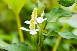 Thị trường - Tiêu dùng - Rau dại xưa cho lợn ăn, giờ hóa “cây tiền”, dân thành phố cực chuộng