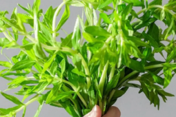 Bài thuốc dân gian - Công dụng trị bệnh của rau ngổ và cách dùng an toàn