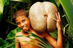 Thị trường - Tiêu dùng - Hạt giống "khủng" giá siêu đắt 71 triệu đồng/hạt, trở thành mục tiêu săn trộm