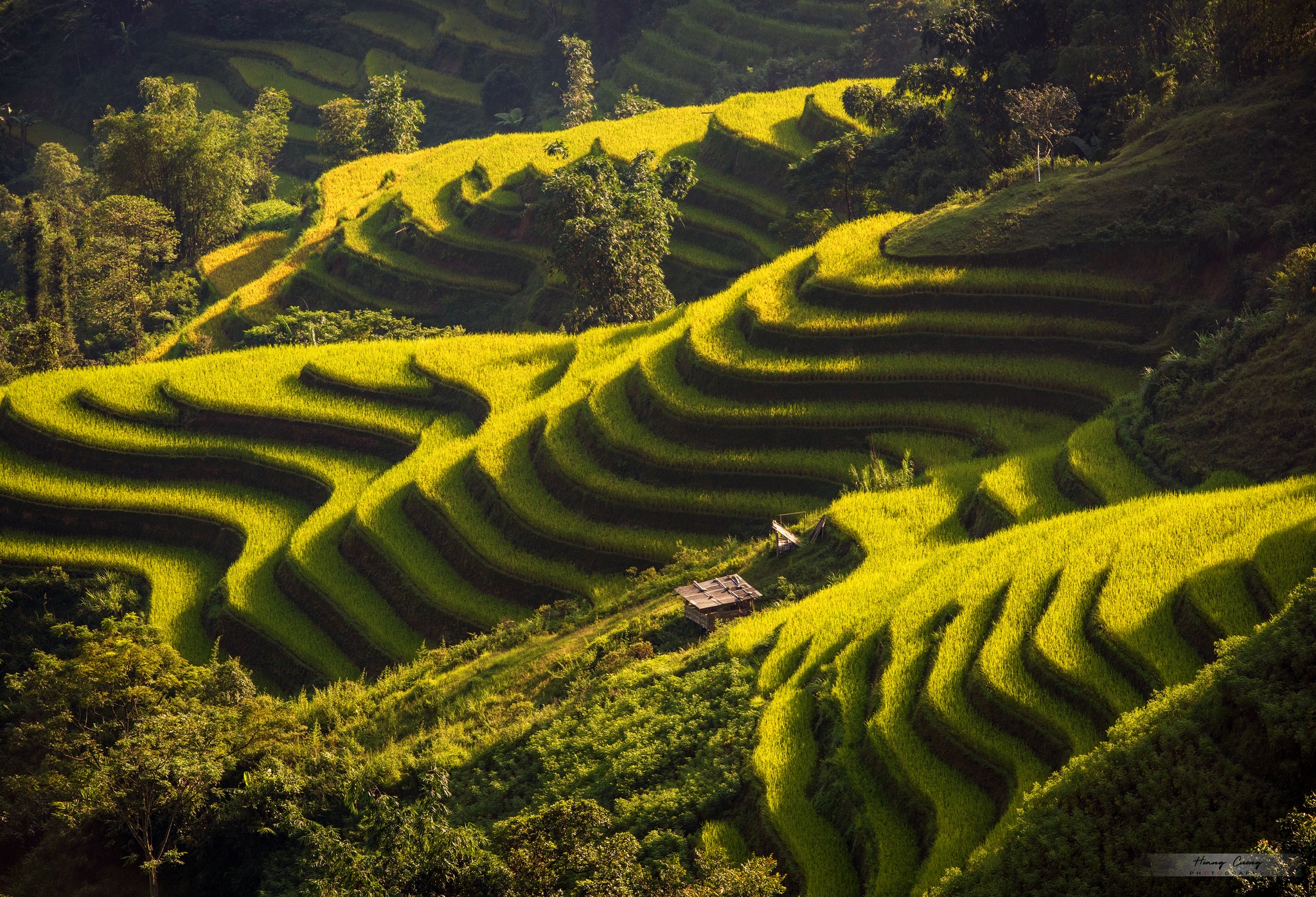 Đến Hoàng Su Phì, chiêm ngưỡng mùa vàng đẹp nhất Việt Nam - 11