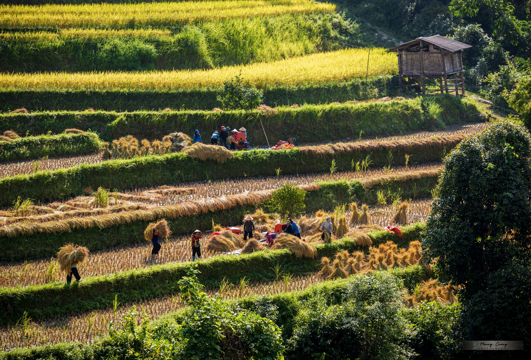Đến Hoàng Su Phì, chiêm ngưỡng mùa vàng đẹp nhất Việt Nam - 2
