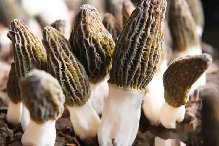 Bỏ phố về quê trồng thứ “không phải thịt, chẳng phải rau”, kiếm bạc tỷ/năm - 3