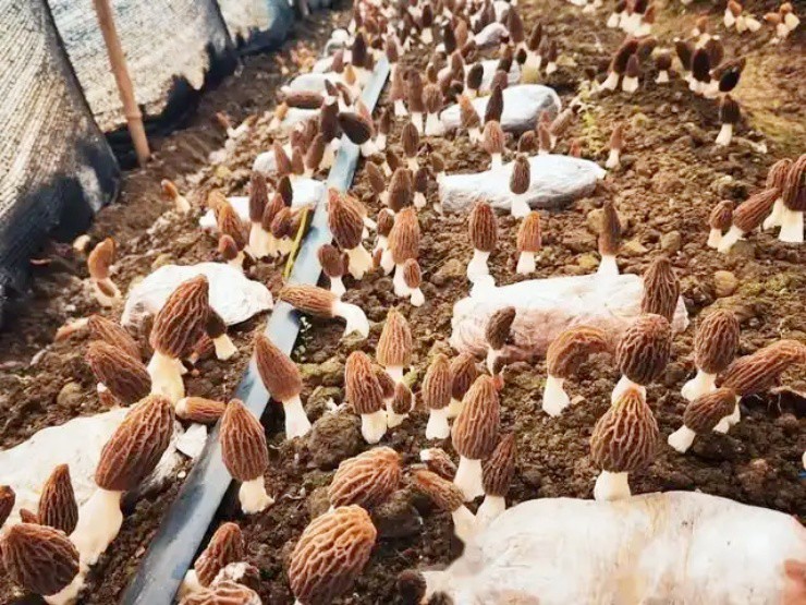 Bỏ phố về quê trồng thứ “không phải thịt, chẳng phải rau”, kiếm bạc tỷ/năm - 4