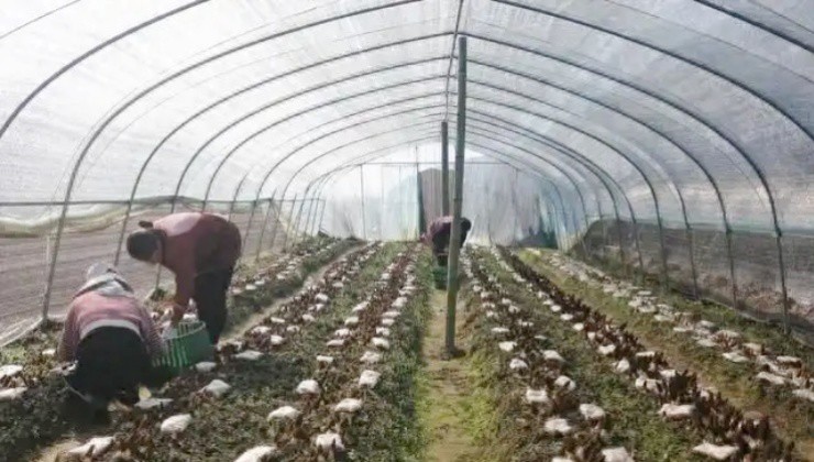 Bỏ phố về quê trồng thứ “không phải thịt, chẳng phải rau”, kiếm bạc tỷ/năm - 1