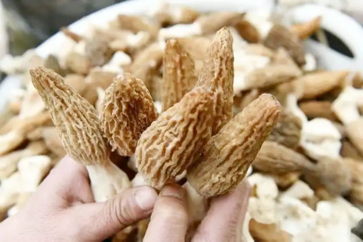 Bỏ phố về quê trồng thứ “không phải thịt, chẳng phải rau”, kiếm bạc tỷ/năm - 2