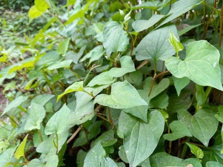 Rau dại xưa cho lợn ăn, giờ hóa “cây tiền”, dân thành phố cực chuộng - 1