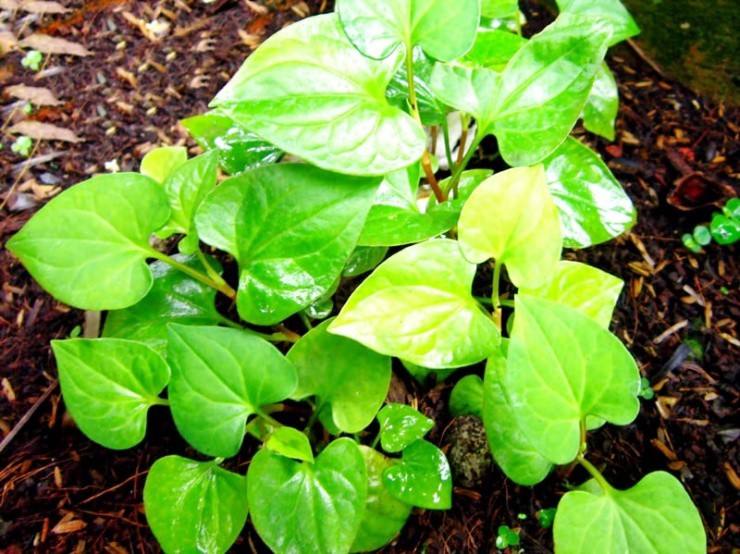 Rau dại xưa cho lợn ăn, giờ hóa “cây tiền”, dân thành phố cực chuộng - 3