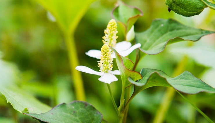 Rau dại xưa cho lợn ăn, giờ hóa “cây tiền”, dân thành phố cực chuộng - 2