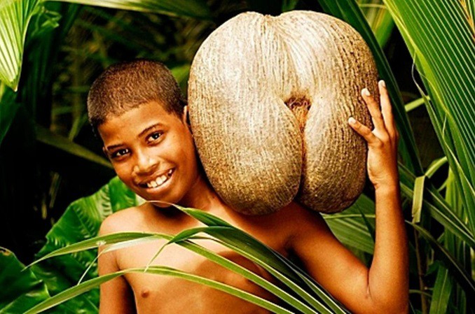 Coco de mer là hạt giống lớn nhất thế giới