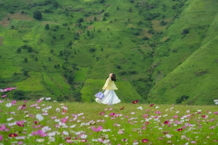 Những ngày gần đây, đồi hoa cánh bướm tại khu vực “cây cô đơn” ở xã Tà Xùa, huyện Bắc Yên, tỉnh Sơn La đang nở rộ, trở thành điểm đến thu hút đông đảo du khách, đặc biệt là các “nàng thơ” yêu sống ảo. Ảnh Hồ Thiên Nga