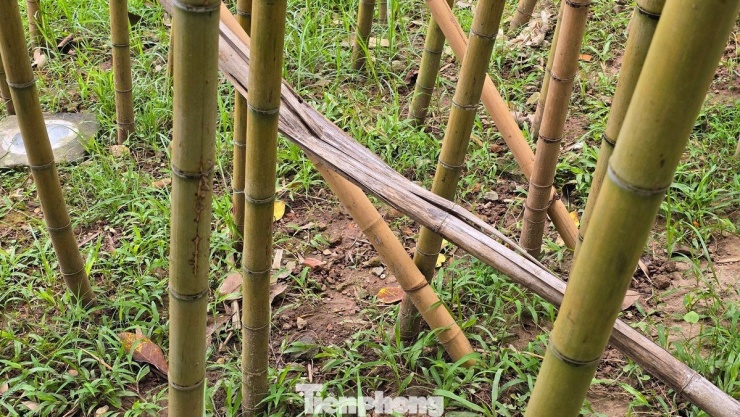 Nhiều thân trúc đổi màu xám, cột chống nứt toác, phần lá không còn, chỉ trơ những đoạn thân khẳng khiu dựng đứng.