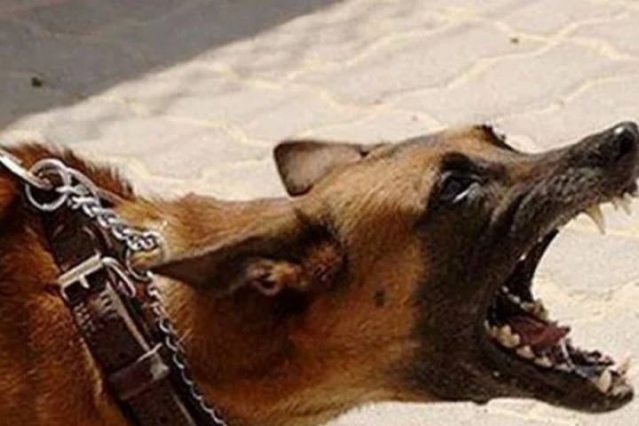 Bị chó lạ cắn, người đàn ông ở Đắk Lắk tử vong