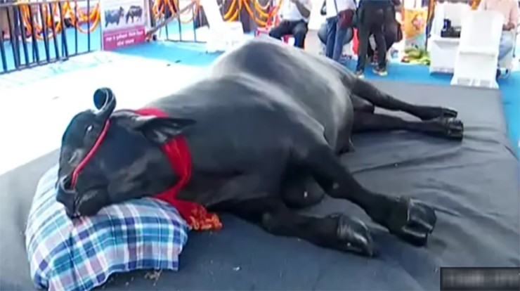 Bhim là trâu đực 9 tuổi, được đưa từ Jodhpur (bang Rajasthan) về bang Odisha, trị giá lên tới 30 crore rupee (tương đương gần 90 tỉ đồng).