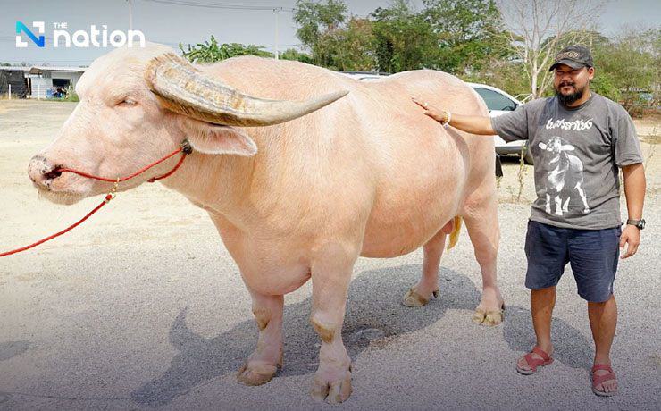 Hay như chú trâu bạch tạng trị giá 18 triệu baht (hơn 12 tỷ đồng) tại lễ hội trâu Thái Lan Uthai Thani tổ chức hồi đầu năm 2024.
