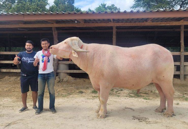 Con trâu bạch tạng này cao gần 1,8m, mang tên Ko Muang Phet thuộc sở hữu của anh Damrongsak - chủ trang trại Morakot (Phetchaburi, Thái Lan).