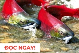 Tin tức sức khỏe - &quot;Nhân sâm dưới nước&quot; siêu đắt đỏ, nhiều người săn lùng vì công dụng dưỡng phổi hiệu quả