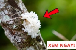 Tin tức sức khỏe - Mùa thu nhất định phải ăn 3 thực phẩm màu trắng “bổ tựa nhân sâm” này để giảm ho, phổi khỏe