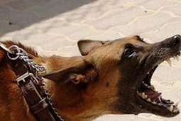 Bị chó lạ cắn, người đàn ông ở Đắk Lắk tử vong