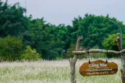 Du lịch - Cánh đồng cỏ lau ở Ecopark chốn hẹn hò, chụp ảnh lý tưởng cho du khách Hà Nội
