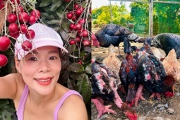 Vườn hơn 10.000 m2 của Mỹ Lệ bội thu nông sản