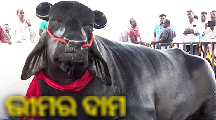 Ông Jawaharlal Jangid - chủ nhân của chú trâu chia sẻ rằng Bhim có cân nặng khoảng 1,5 tấn, chiều cao gần 1,8 m.
