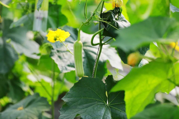 GenZ bỏ phố về quê làm nông dân mà giúp cả làng “phất lên” - 4