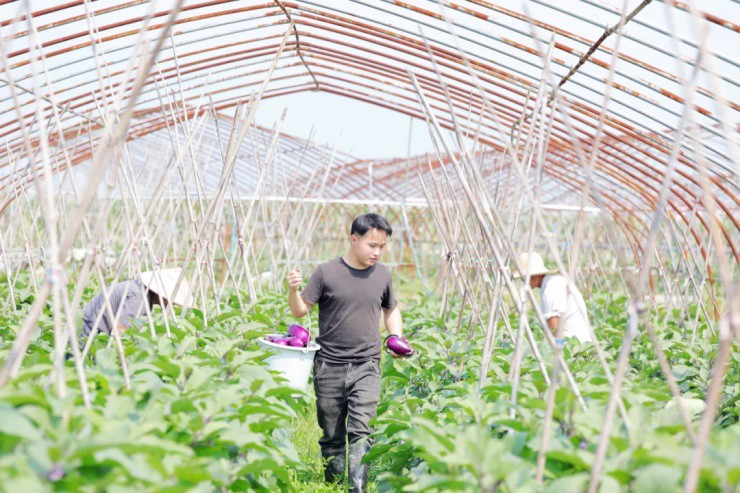 GenZ bỏ phố về quê làm nông dân mà giúp cả làng “phất lên” - 3
