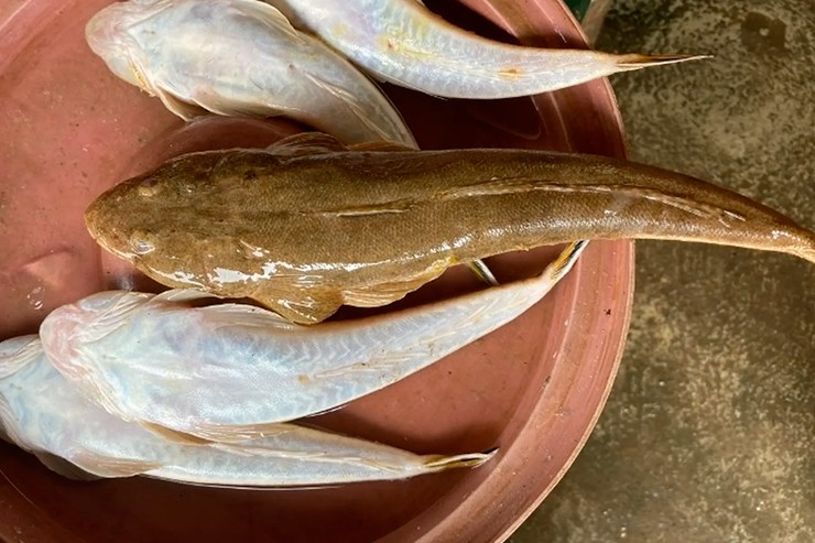Cá chai là một loài cá biển quen thuộc ở nhiều vùng ven biển nước ta. Thân cá có dáng tròn và dài, phần đầu dẹt và rộng, thoạt nhìn khá giống cá bống.
