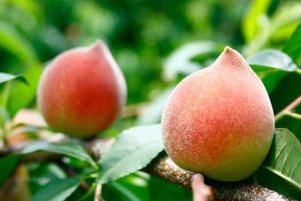 Loại quả &#39;trường thọ&#39; cực nhiều ở chợ Việt, hỗ trợ cải thiện sức khỏe tim mạch, có 2 cách chế biến dễ dàng thực hiện - 2