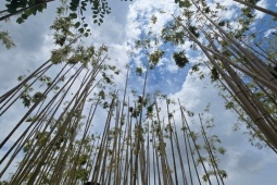 Tin tức trong ngày - Rừng trúc bên hồ Trúc Bạch nhiều cây chết như củi khô, người dân tiếc nuối