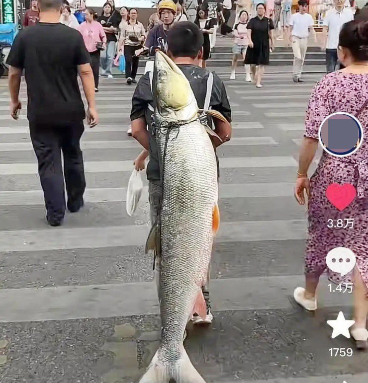 Đem “thủy quái” to như người đi diễu phố, trả vài triệu cũng ko bán - 1