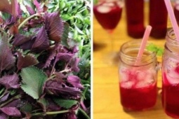 Loại lá giúp thải độc gan, quét sạch mỡ máu được bán đầy chợ Việt, mua chỉ 5k đủ dùng cho cả nhà