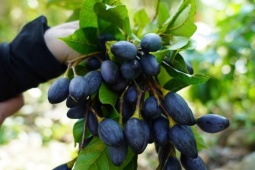 Thị trường - Tiêu dùng - Cheo leo trên cây hái quả đặc sản, nông dân Hà Tĩnh bỏ túi tiền triệu mỗi ngày