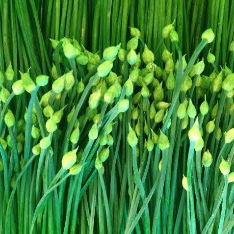 Mùa thu, đừng quên thưởng thức món ngon hỗ trợ thải độc gan, kháng khuẩn và dưỡng nhan với loại rau độc đáo này - 1