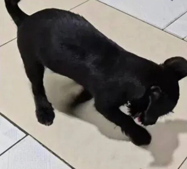 Chú chó nhỏ cứ cào xuống sàn, ở đúng một vị trí. Ảnh: Oriental Daily.