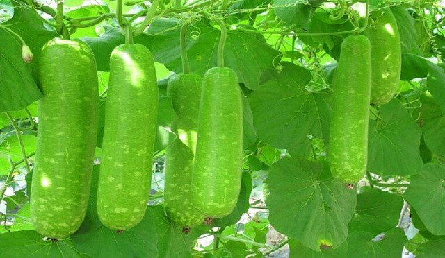 Loại quả rẻ bèo, bán đầy ở chợ Việt, hỗ trợ kiểm soát huyết áp và ổn định đường huyết, chế biến thành nhiều món ngon - 1
