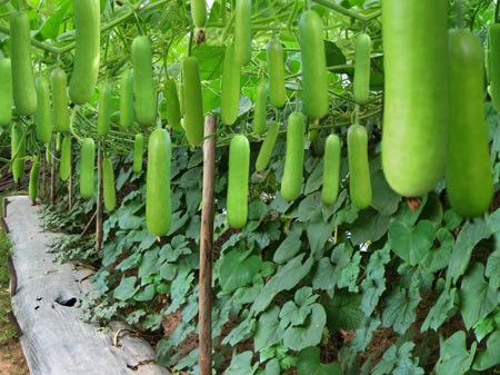 Loại quả rẻ bèo, bán đầy ở chợ Việt, hỗ trợ kiểm soát huyết áp và ổn định đường huyết, chế biến thành nhiều món ngon - 2