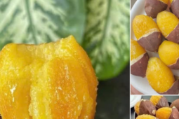 Loại khoai lang được gọi là 'sầu riêng' bán trăm nghìn một kg vẫn hút khách