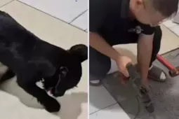 Bạn trẻ - Cuộc sống - Thấy chú chó cứ cào xuống sàn nhà, người chủ nạy gạch và phát hiện vật bất ngờ