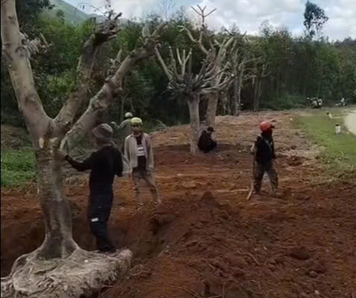 Phượng cổ thụ được anh D. trồng trên đoạn đường dài 1km