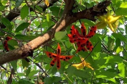 Thị trường - Tiêu dùng - Lộc rừng từ trên cây bay xuống đất, đến mùa dân nhặt bán "hốt bạc", ở Trung Quốc giá 200.000 đồng/kg