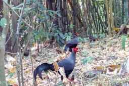 Tin tức trong ngày - Hàng trăm máy ảnh tự động ghi nhận sự xuất hiện của nhiều động vật quý hiếm ở Quảng Ngãi