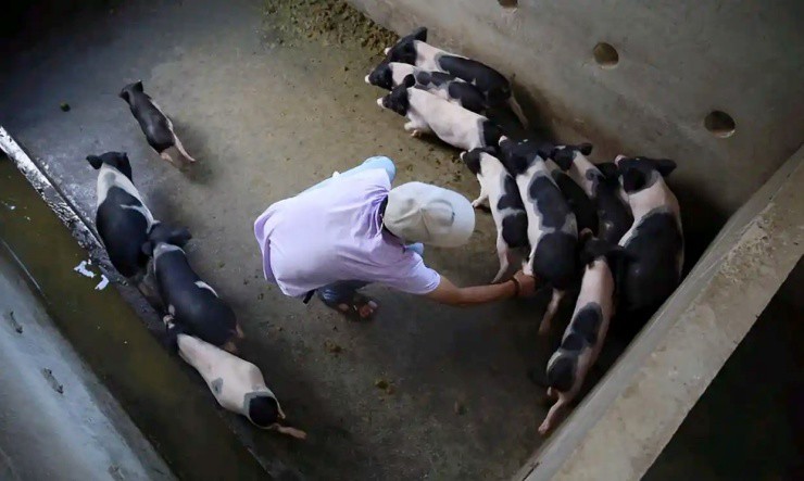 Bị vợ bỏ, nuôi lợn trong bãi tha ma: Người đàn ông “lột xác” thành triệu phú - 2