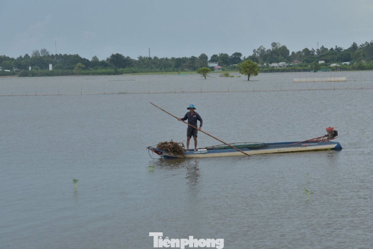 Cảnh mưu sinh nơi đầu nguồn lũ miền Tây - 5