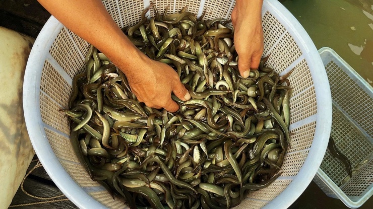 Cảnh mưu sinh nơi đầu nguồn lũ miền Tây - 10